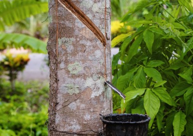 橡膠檢測(cè)介紹